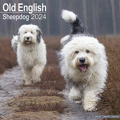 Old English Sheepdog Calendar 2024 (Square)
